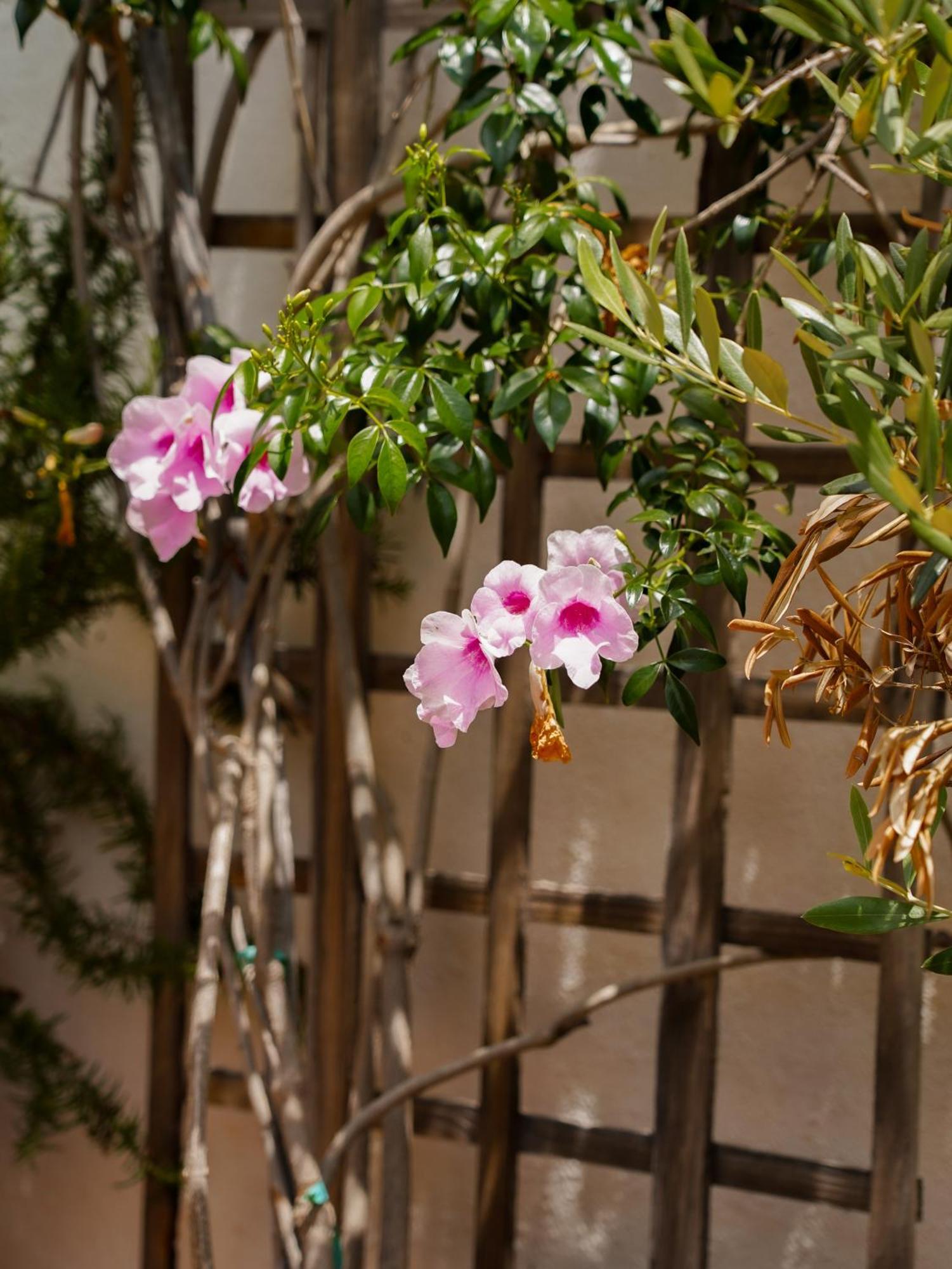 קייפטאון Belmont Guest House מראה חיצוני תמונה